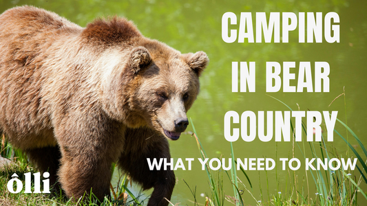 Camping in Bear Country – What You Need to Know